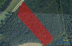 Hauptbild Nachhaltiger Sachwert: Gro�es Waldgrundst�ck in der Oberpfalz